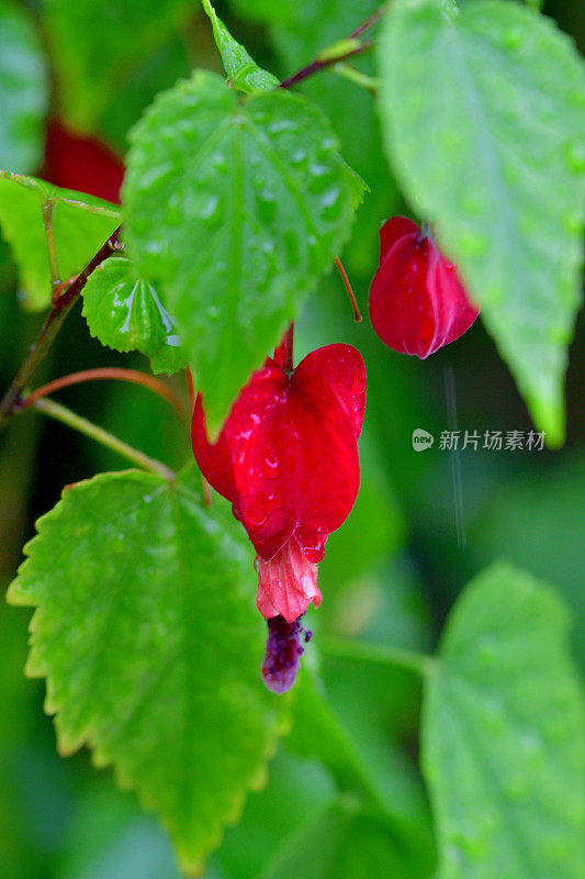 蒂罗尔灯/abutilon megapotamicum 花